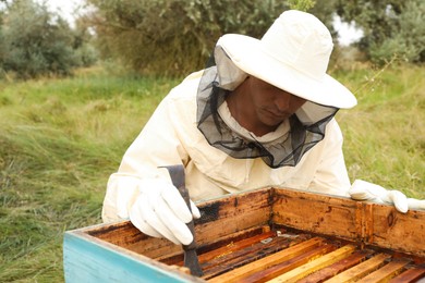 Photo of Beekeeper scraping wax from honey frame at apiary