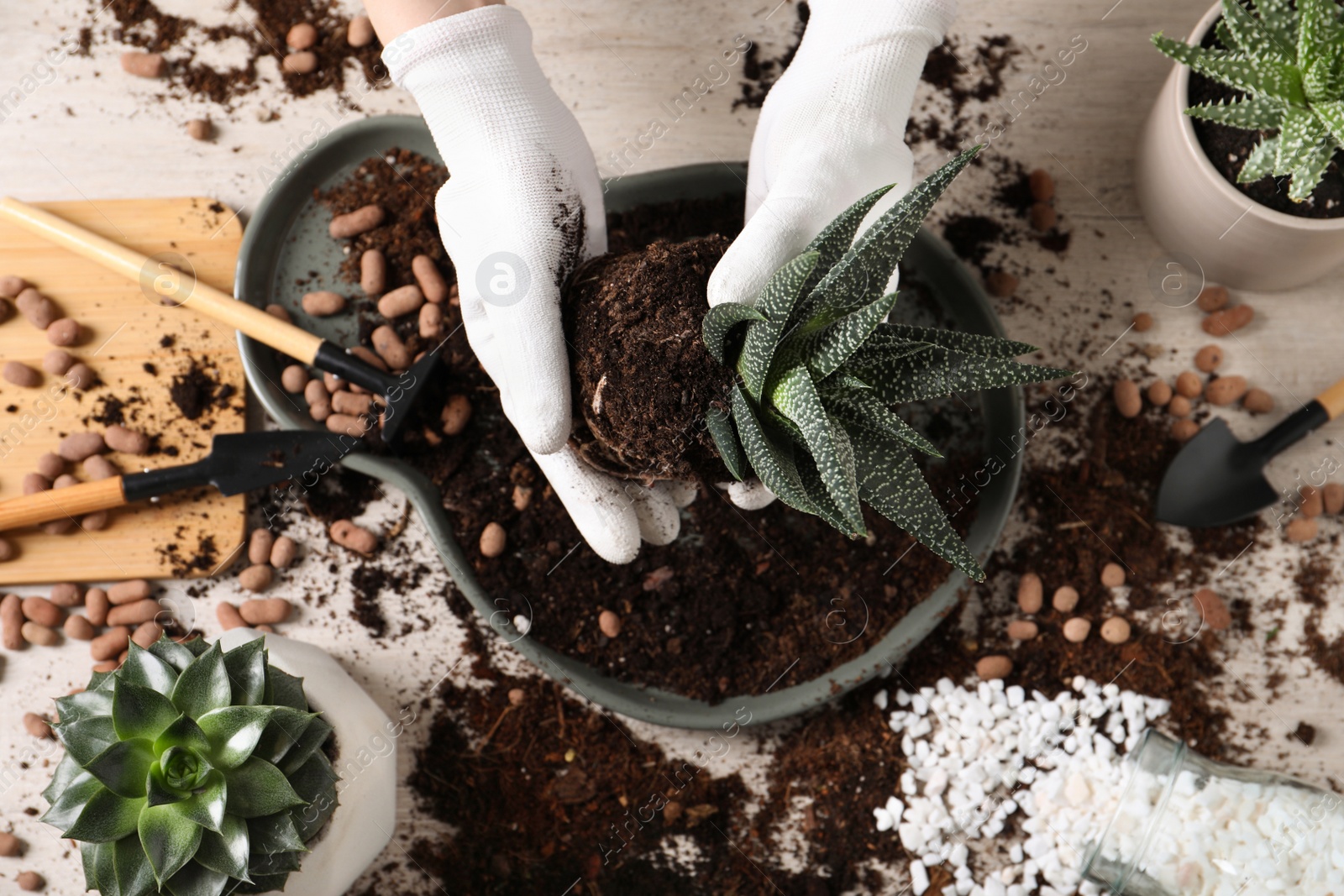 Photo of Woman transplanting Haworthia at table, top view. House plant care