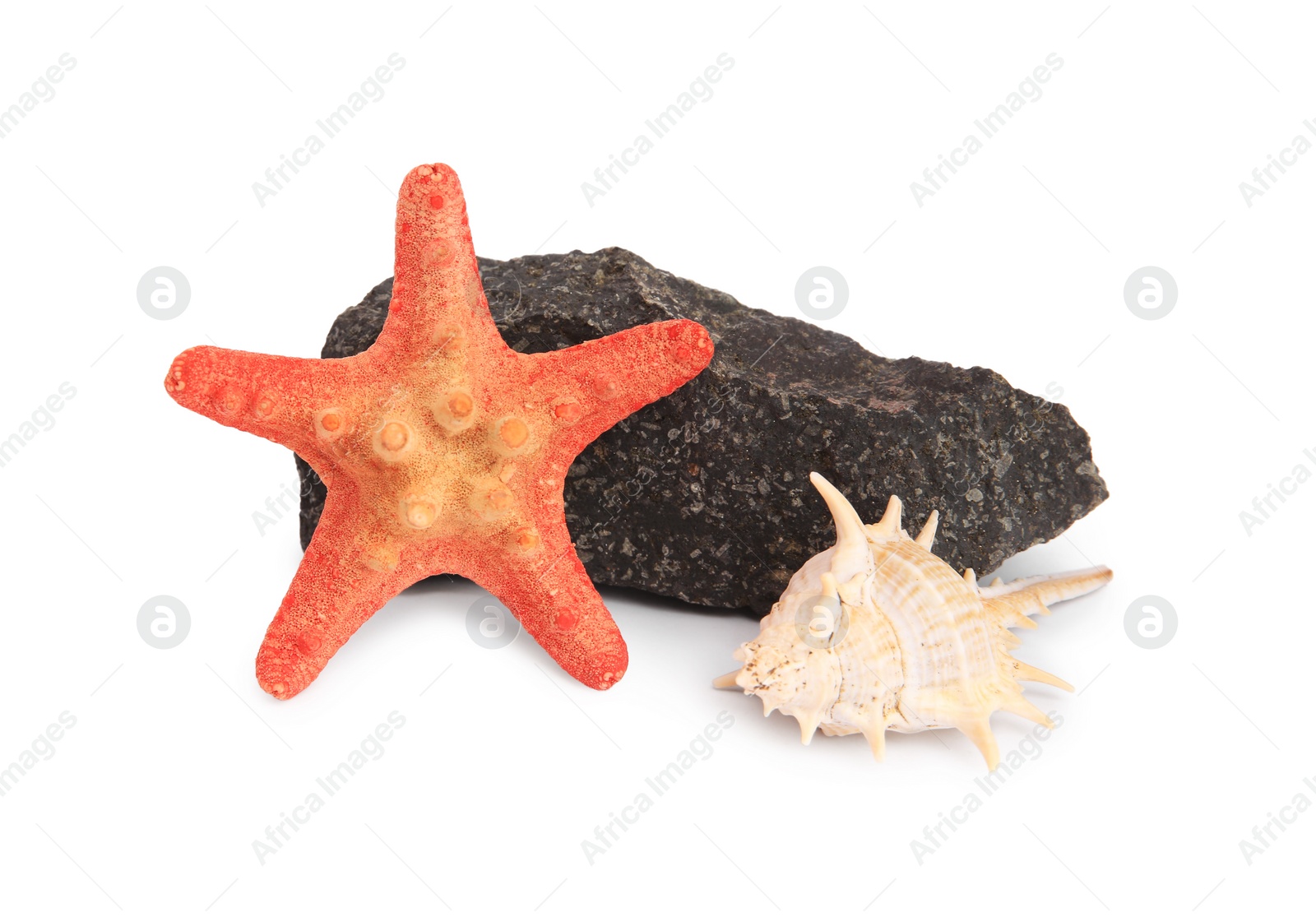 Photo of Beautiful sea star, stone and seashell isolated on white