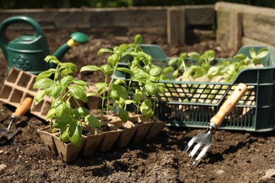 Photo of Beautiful seedlings in container and crate prepared for transplanting on ground outdoors