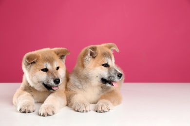 Photo of Adorable Akita Inu puppies on pink background, space for text