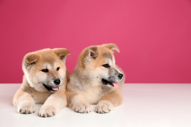 Adorable Akita Inu puppies on pink background, space for text