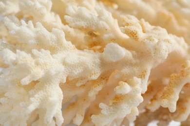 Photo of Beautiful exotic sea coral as background, closeup