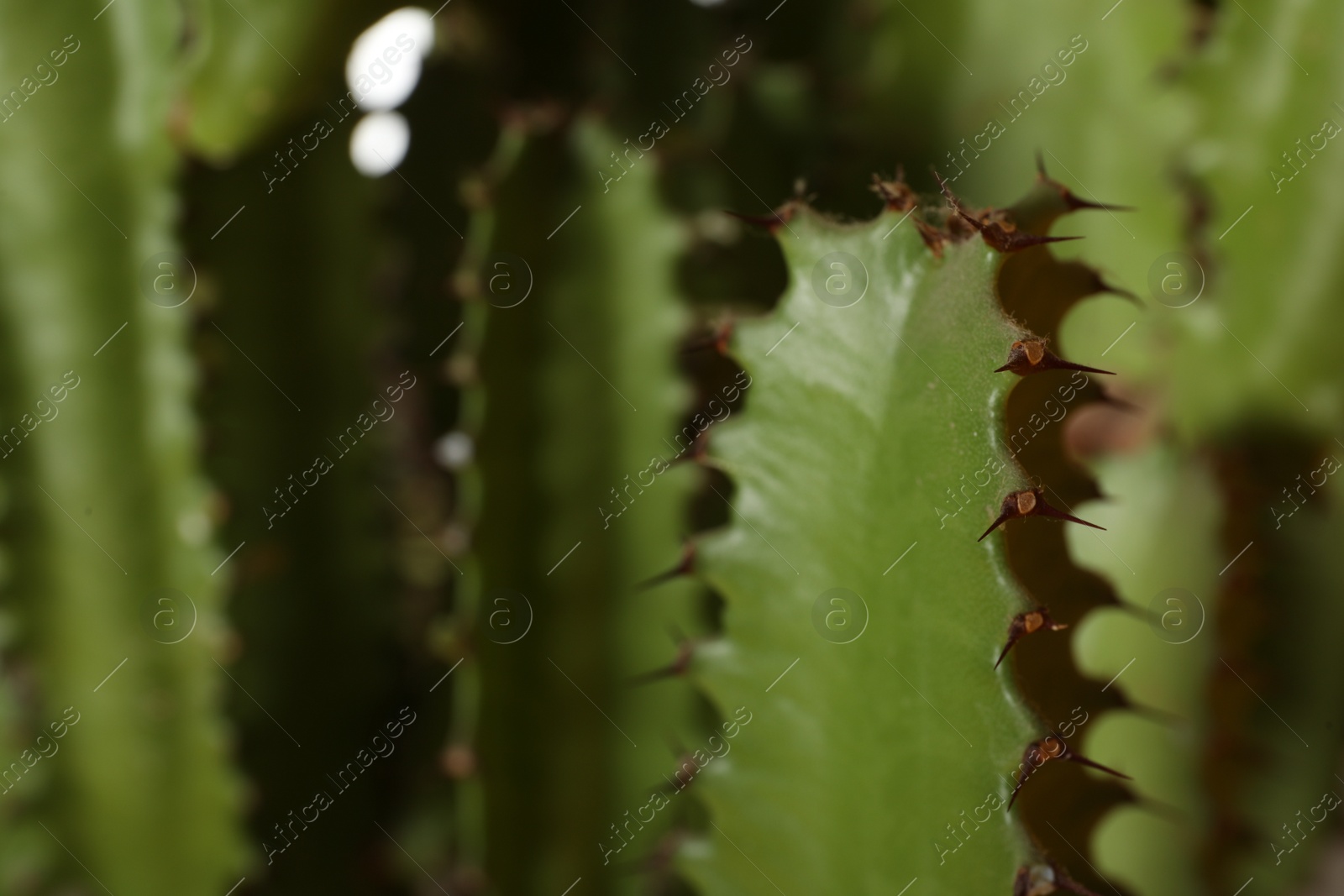 Photo of Closeup view of beautiful cactus. Tropical plant