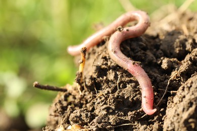 One worm crawling in wet soil on sunny day, closeup. Space for text