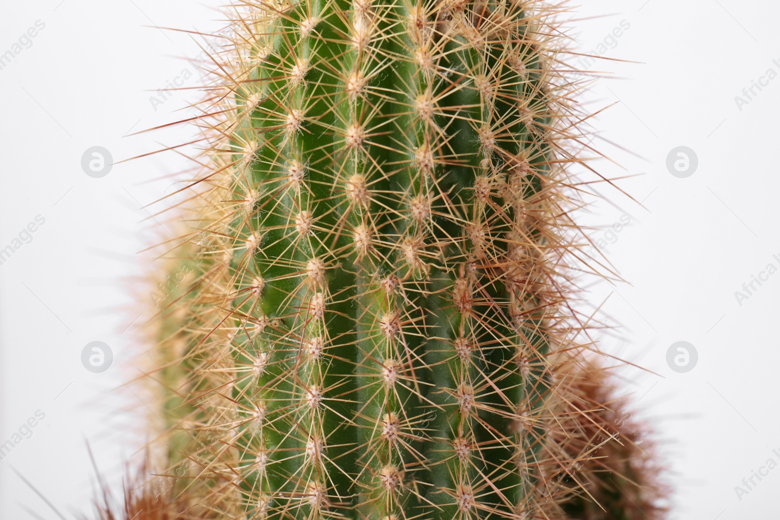 Photo of Beautiful green cactus on white background, closeup. Tropical plant