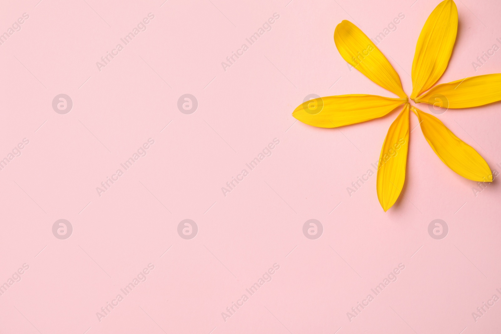 Photo of Fresh yellow sunflower petals on pink background, flat lay. Space for text