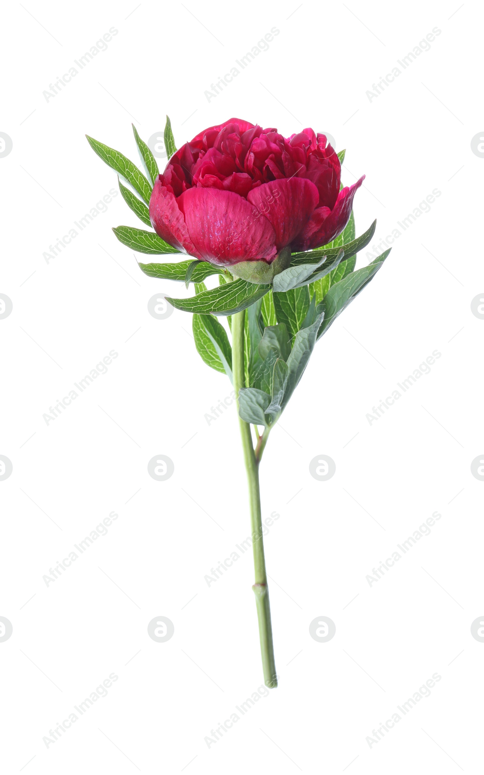 Photo of Beautiful red peony with leaves isolated on white