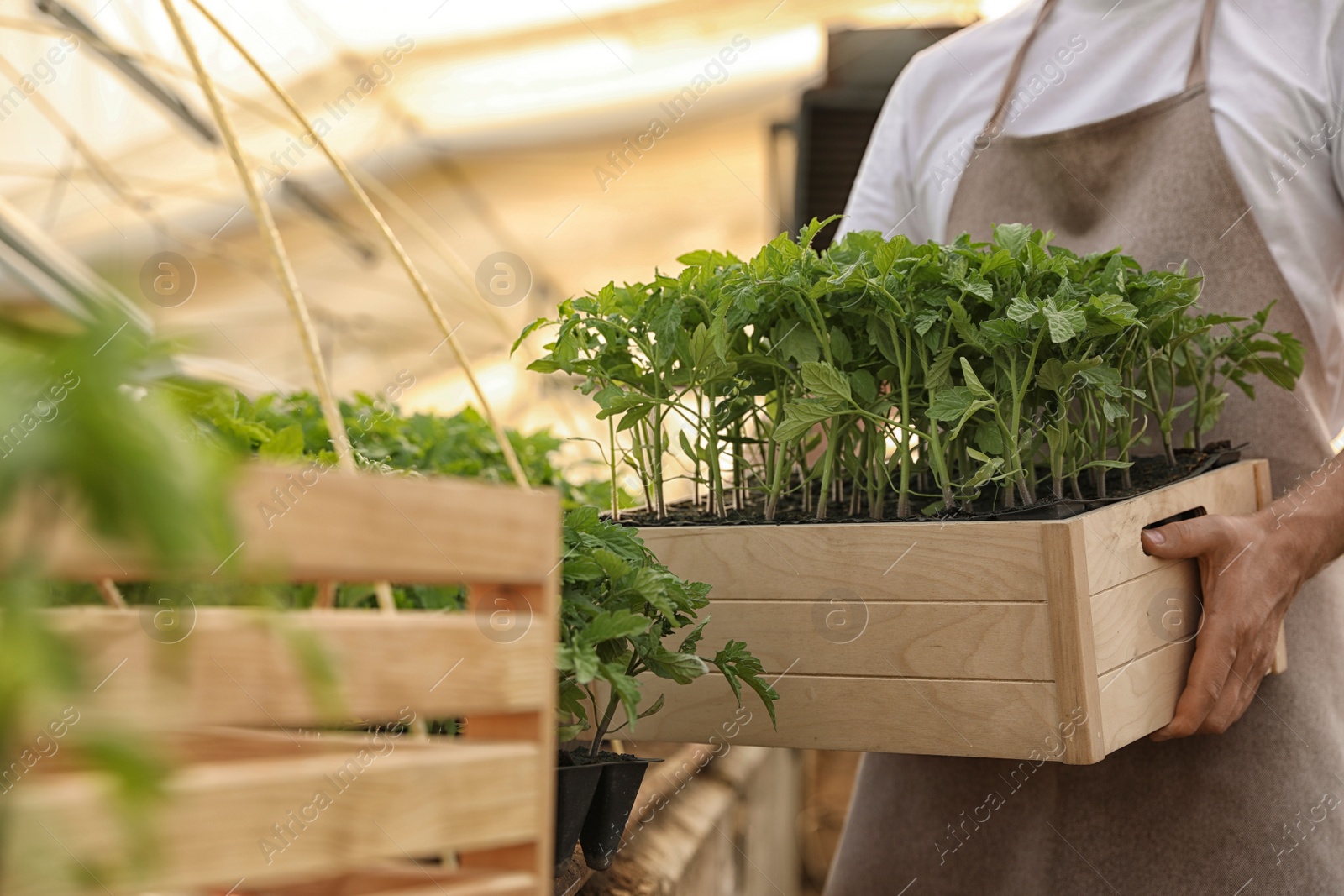 Photo of Man holding wooden crate with tomato seedlings in greenhouse, closeup