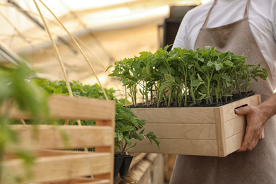 Photo of Man holding wooden crate with tomato seedlings in greenhouse, closeup
