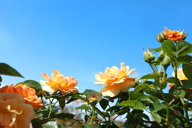 Photo of Green bush with beautiful roses in blooming garden on sunny day