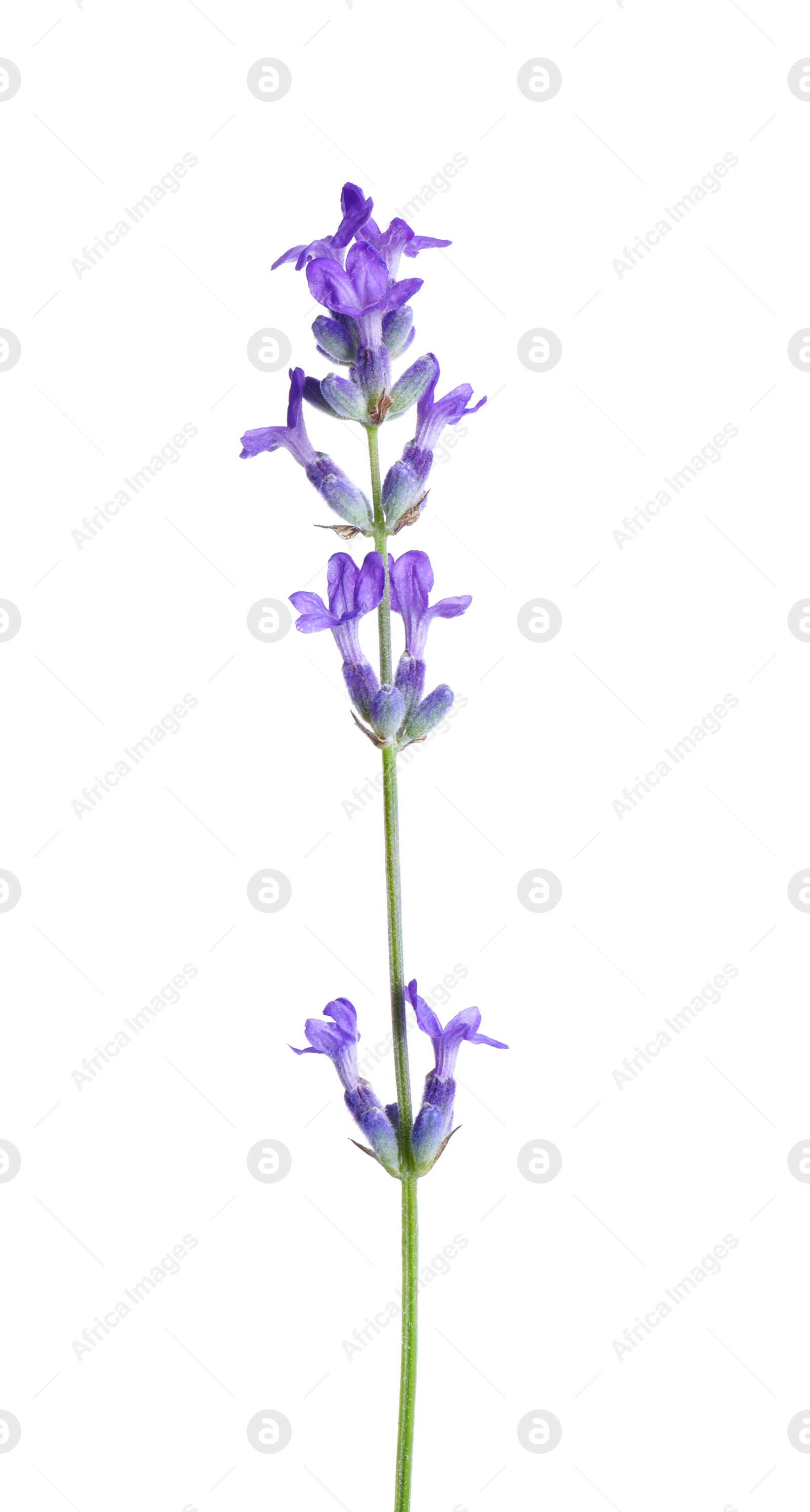 Photo of Beautiful blooming lavender flower isolated on white