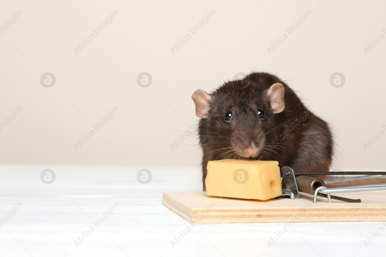 Photo of Rat and mousetrap with cheese on table against beige background. Pest control