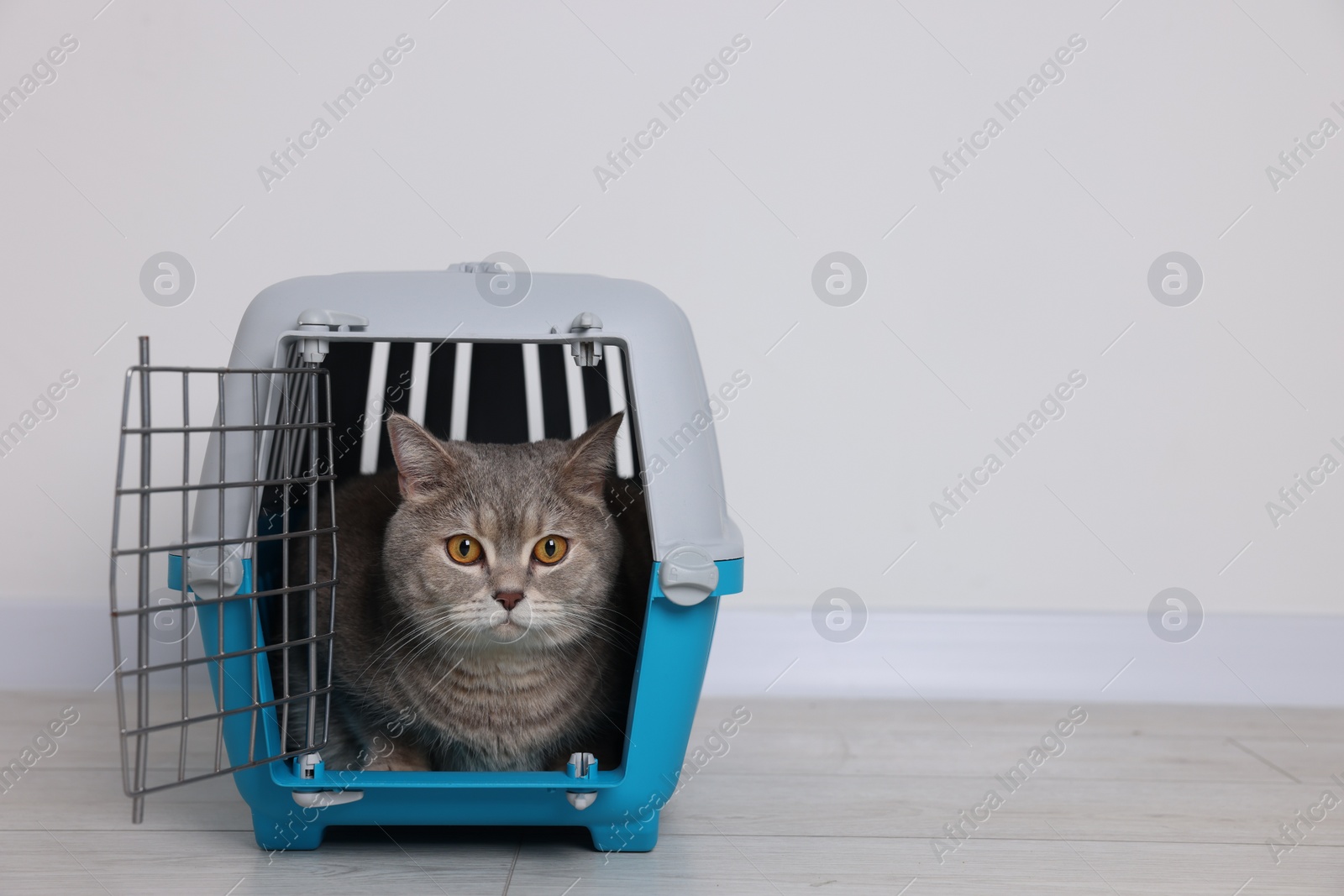 Photo of Travel with pet. Cute cat in carrier on floor near white wall indoors, space for text