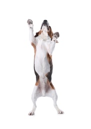 Photo of Beautiful beagle dog on white background. Adorable pet