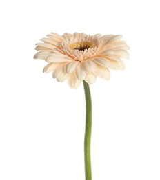 Photo of Beautiful beige gerbera flower isolated on white