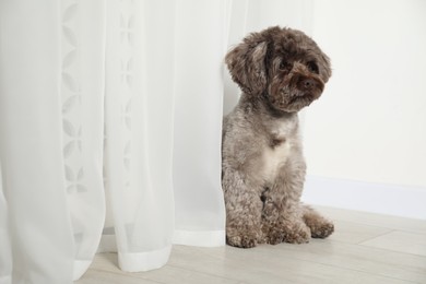 Photo of Cute Maltipoo dog indoors, space for text. Lovely pet