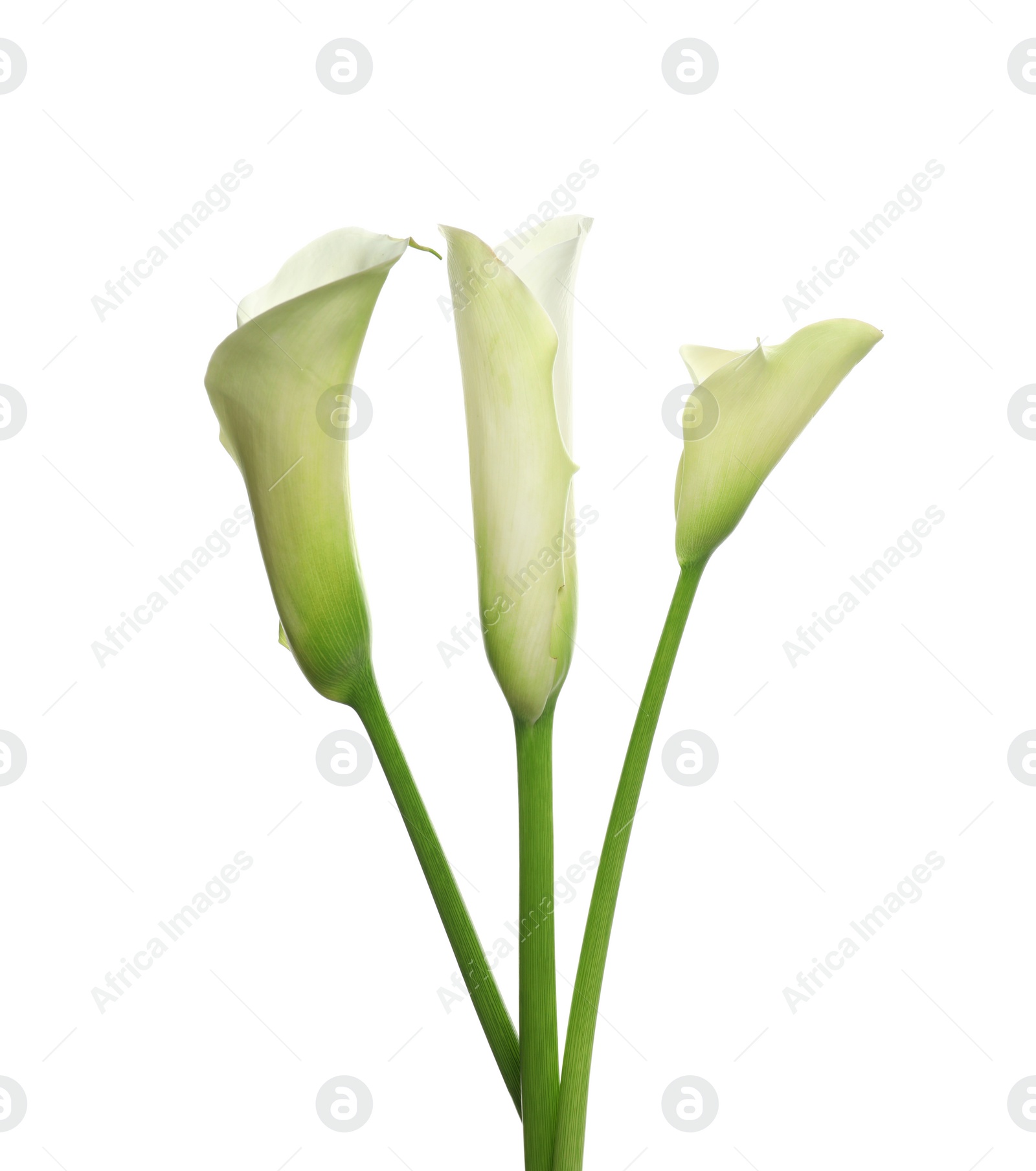 Photo of Beautiful calla lily flowers on white background