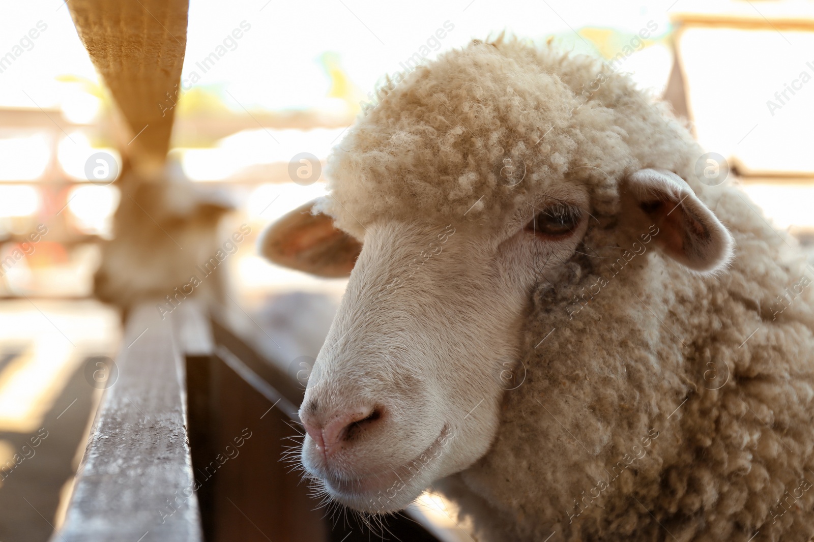 Photo of Cute funny sheep on farm, closeup. Animal husbandry