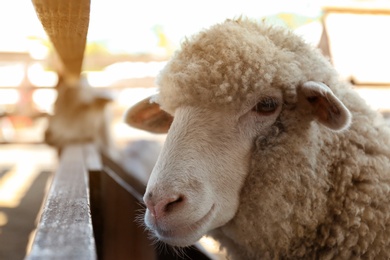 Cute funny sheep on farm, closeup. Animal husbandry