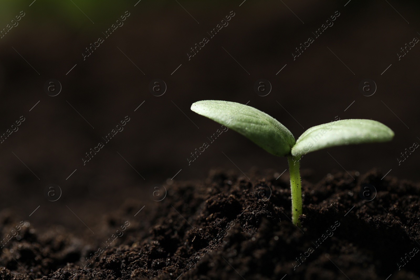 Photo of Young seedling growing in soil, closeup. Space for text