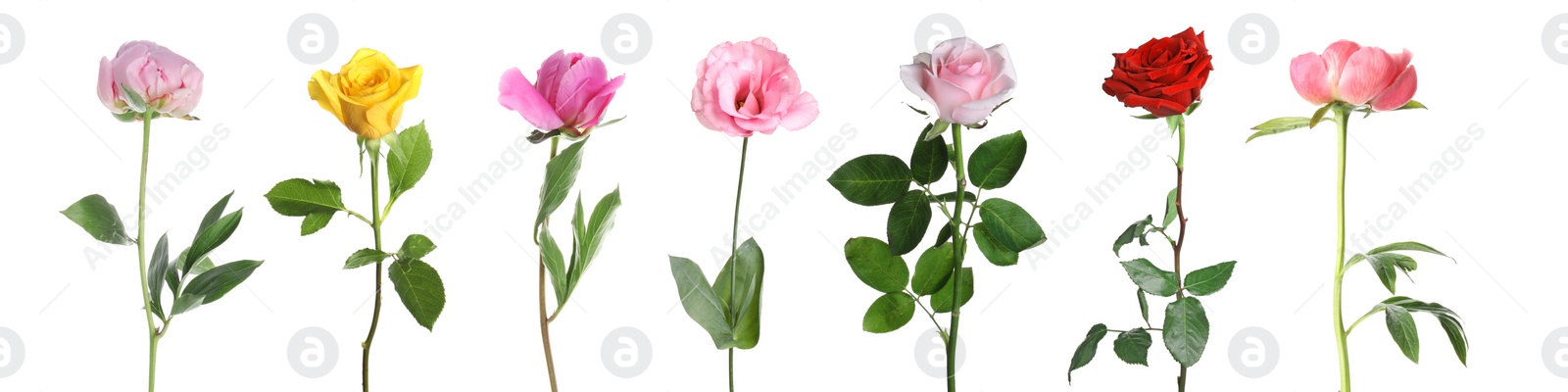 Image of Different beautiful flowers isolated on white, set