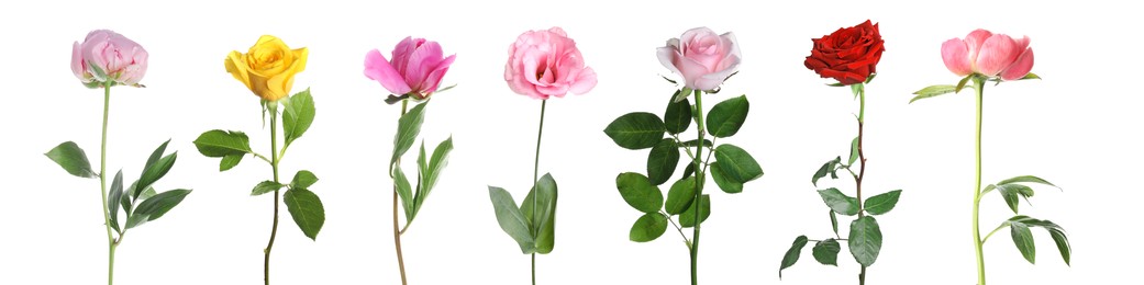 Different beautiful flowers isolated on white, set