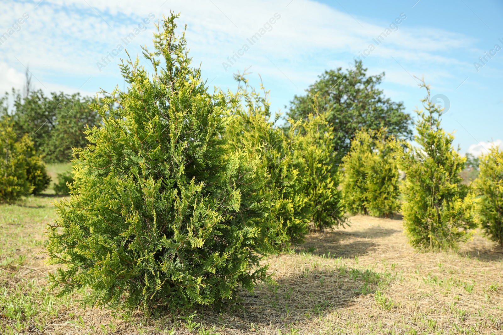 Photo of Young thuja trees growing outdoors. Planting and gardening