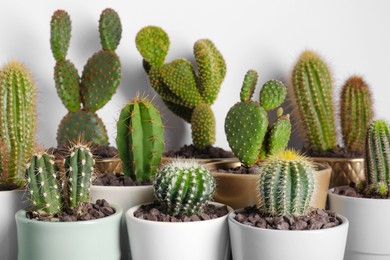 Photo of Many different beautiful cacti against white wall