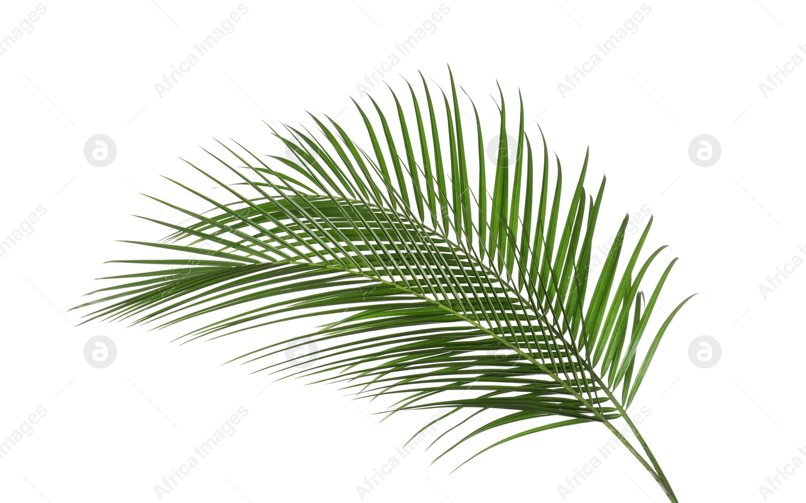 Photo of Beautiful lush tropical leaves isolated on white