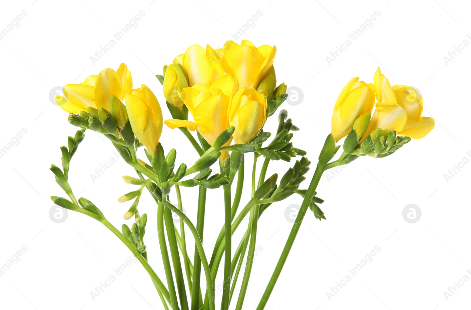 Photo of Bouquet of fresh freesia flowers isolated on white