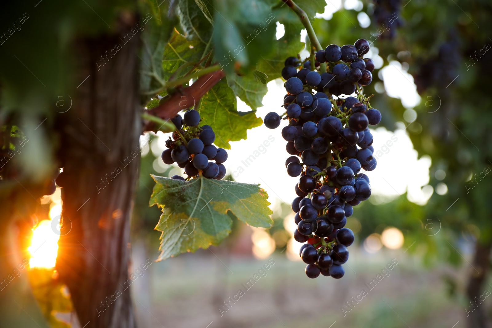 Photo of Bunch of ripe juicy grapes on branch in vineyard