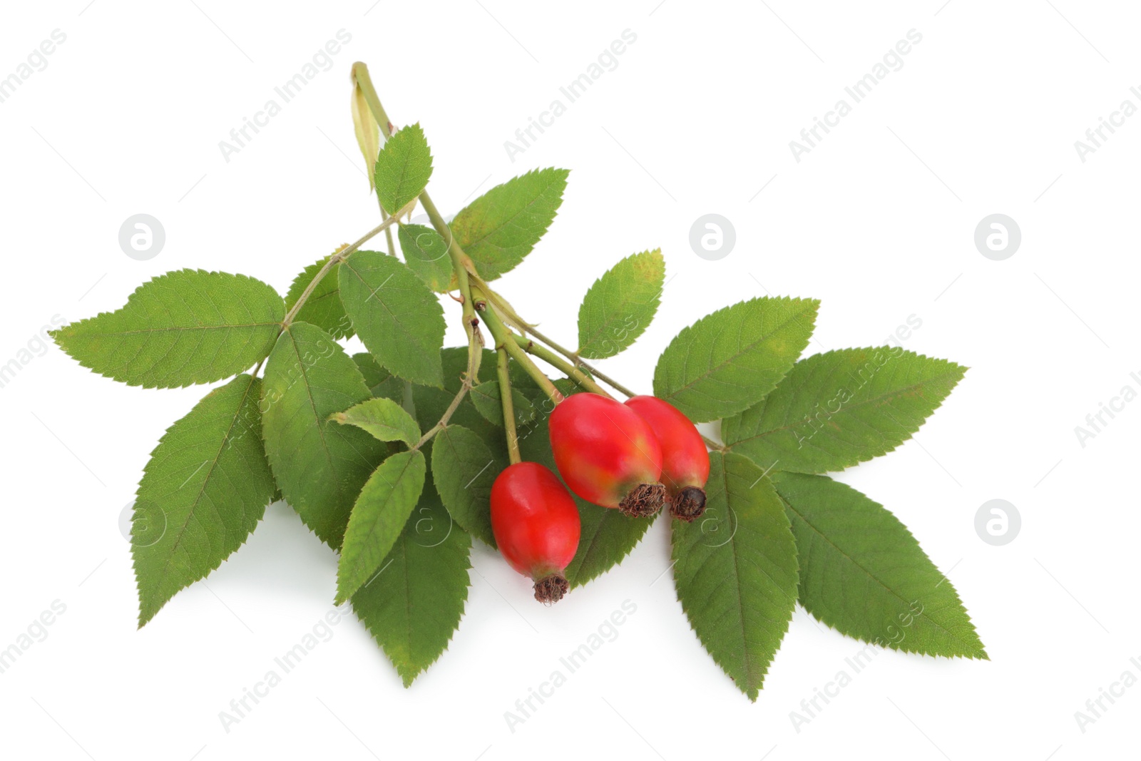 Photo of Ripe rose hip berries with leaves on white background