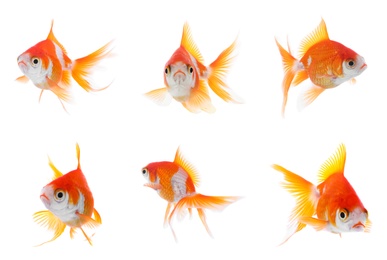 Image of Beautiful bright small goldfish on white background, collage 