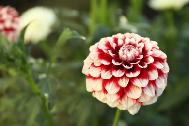 Photo of Beautiful blooming dahlia flower outdoors on sunny day