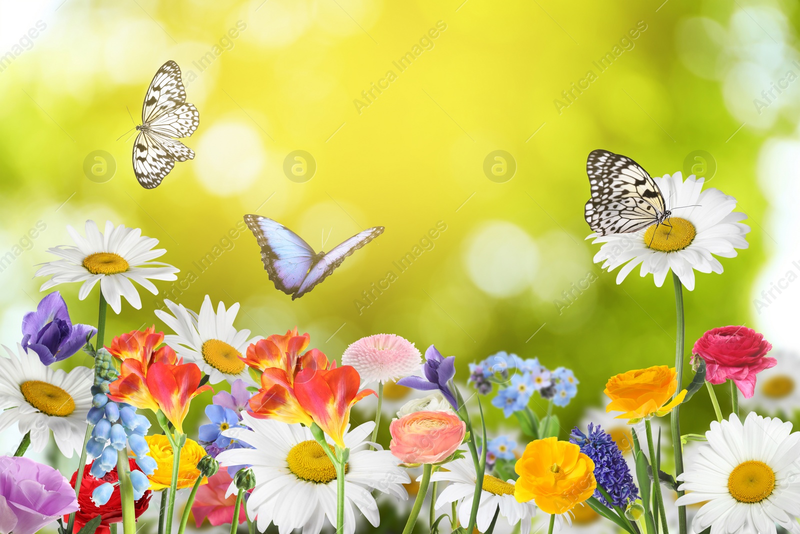 Image of Many beautiful spring flowers outdoors on sunny day