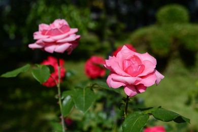 Photo of Beautiful pink rose flowers blooming in park, closeup