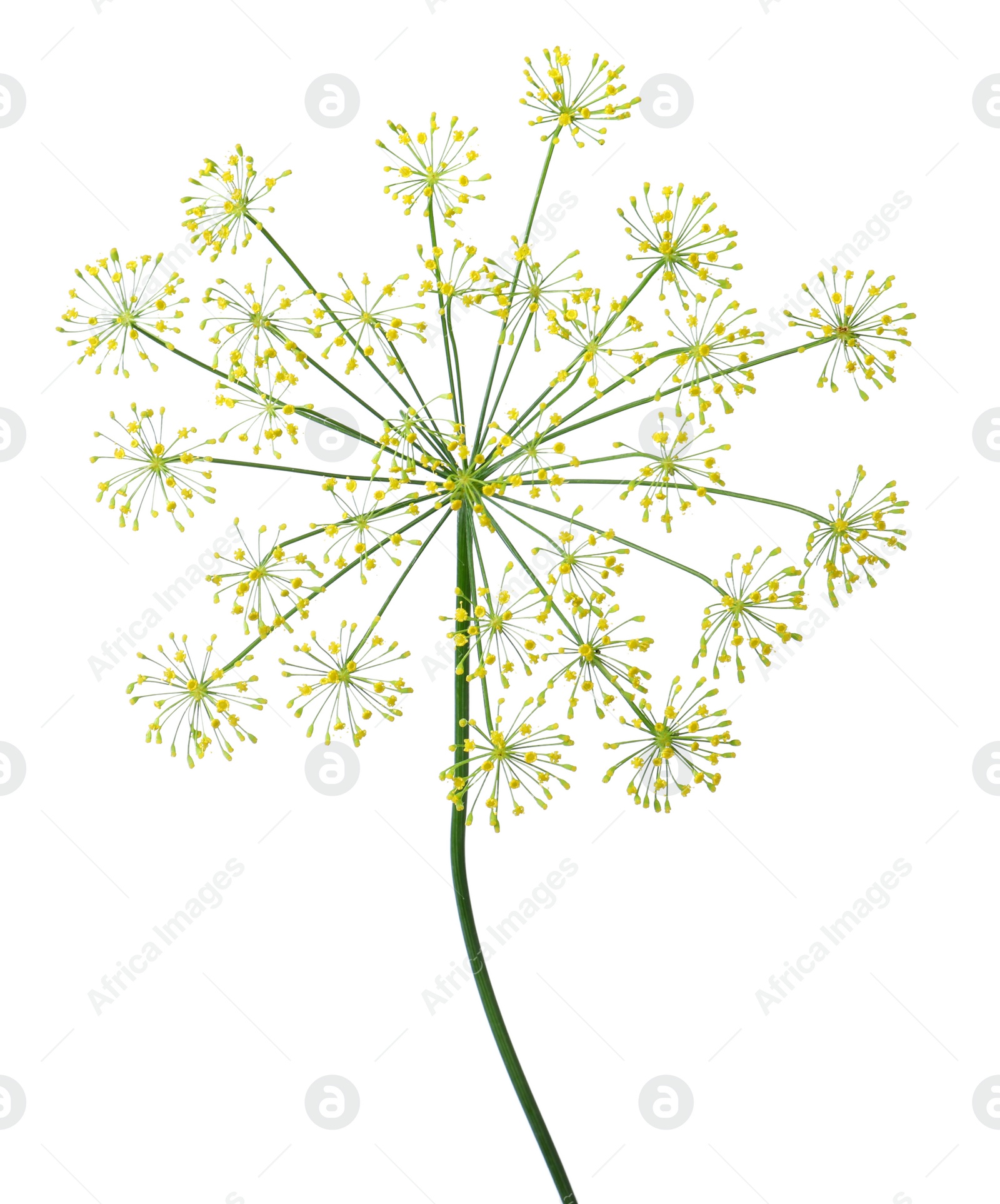 Photo of Fresh green dill flower isolated on white