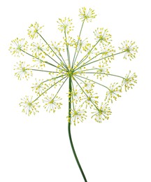 Photo of Fresh green dill flower isolated on white