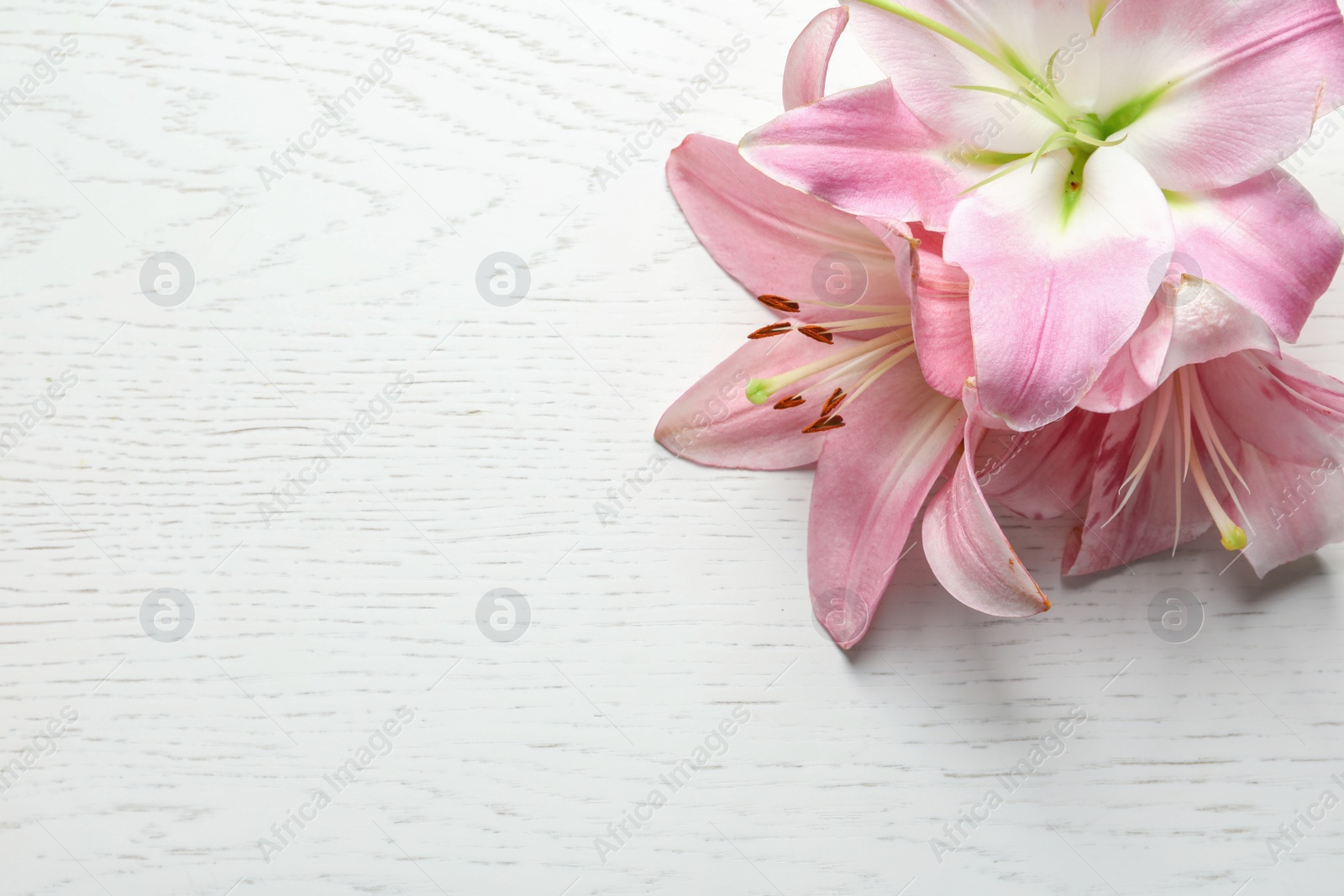 Photo of Composition with beautiful blooming lily flowers on light background