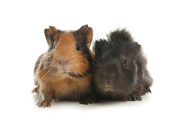 Photo of Cute funny guinea pigs on white background
