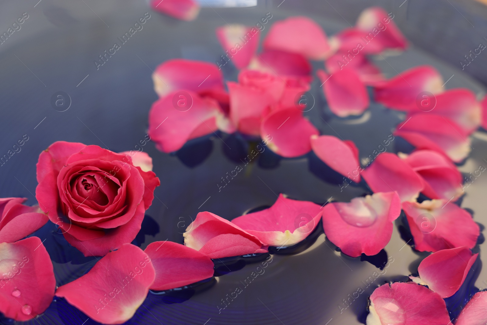 Photo of Pink rose and petals in water, closeup