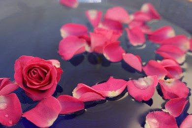 Pink rose and petals in water, closeup