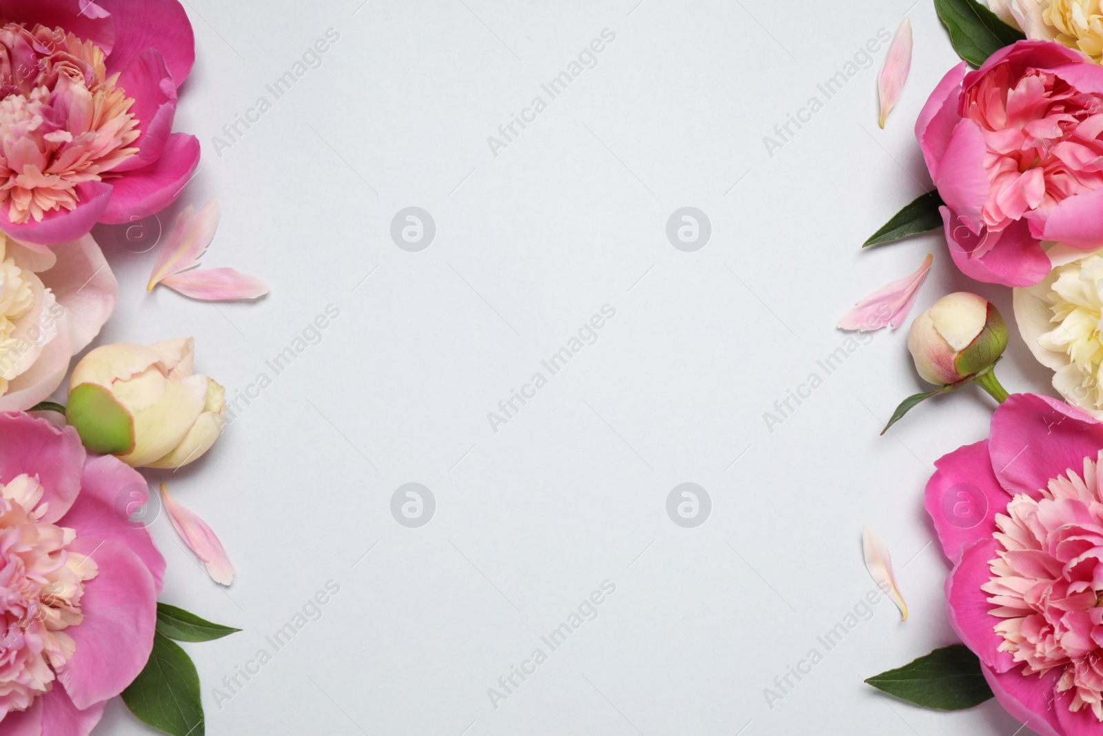 Photo of Beautiful fresh peonies and leaves on light grey background, flat lay. Space for text