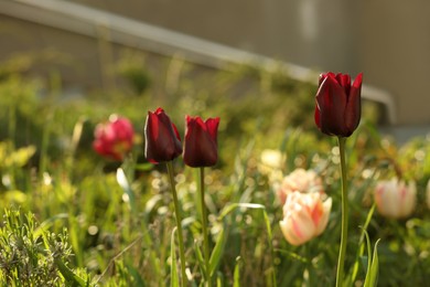 Beautiful colorful tulips growing in flower bed