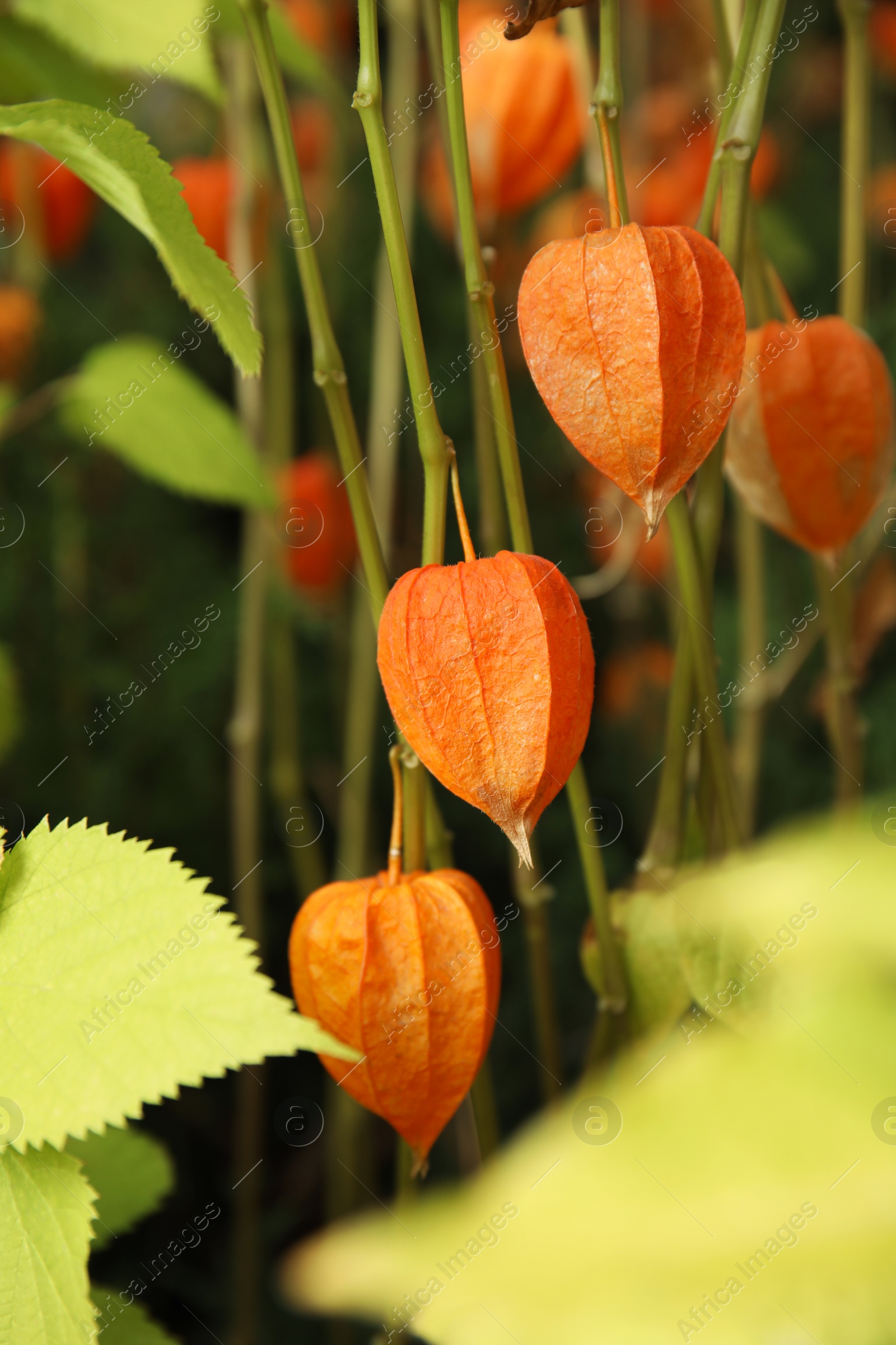 Photo of Bright ripe physalis sepals on bush, closeup