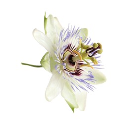 Photo of Beautiful blossom of Passiflora plant (passion fruit) on white background