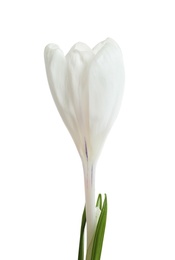 Photo of Beautiful spring crocus flower on white background