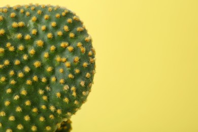 Beautiful green Opuntia cactus on yellow background, closeup. Space for text