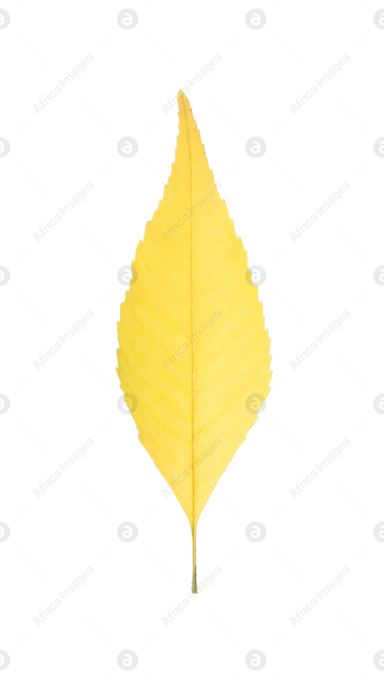 Photo of Beautiful leaf isolated on white. Autumn season